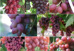 6 winorośli deserowych o czerwonych owocach