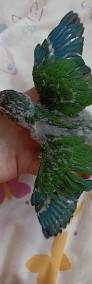 Rudosterki zielonolice-3