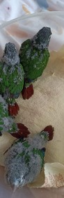 Rudosterki zielonolice-4