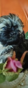 Shih -tzu Piesek i Suczka ZKWP FCI -4