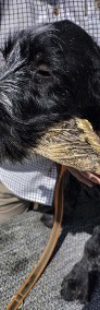 Wyżeł niemiecki szorstkowłosy ZKwP - samiec brązowy  deresz - do odbioru-4