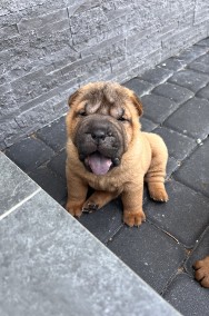 Szczenięta Shar Pei Związek Kynologiczny w Polsce-2