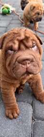 Szczenięta Shar Pei Związek Kynologiczny w Polsce-3