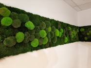Panele mech chrobotek, poduszkowy, płaski, zielone ściany NA WYMIAR