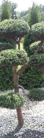 Bonsai do ogrodu  ,rośliny bonsai , Nivaki - drzewka formowane do ogrodu śląsk -3