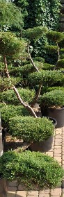 Bonsai do ogrodu  ,rośliny bonsai , Nivaki - drzewka formowane do ogrodu śląsk -4