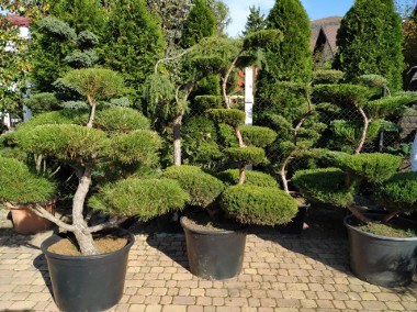 Bonsai do ogrodu  ,rośliny bonsai , Nivaki - drzewka formowane do ogrodu śląsk -1