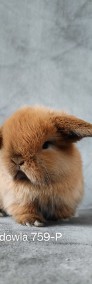 Mini lop króliki karzełek miniaturka baranek hodowla -3