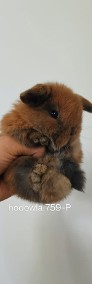 Mini lop króliki karzełek miniaturka baranek hodowla -4