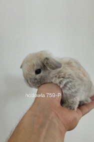 Mini lop króliki karzełek miniaturka baranek hodowla -2