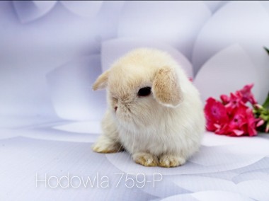 Mini lop króliki karzełek miniaturka baranek hodowla -1