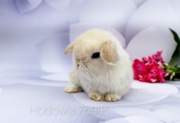 Mini lop króliki karzełek miniaturka baranek hodowla 