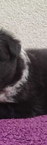 Pies Border Collie - Rasowa Suczka Kenia z pełną dok. hodowlaną-4