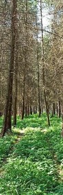 Działka rolno- leśna 10 hektarów w Łosiu-4