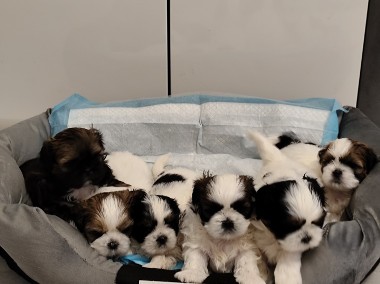 Czarujące,kochane pieski rasy Shih tzu -1