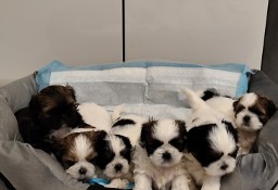 Czarujące,kochane pieski rasy Shih tzu 