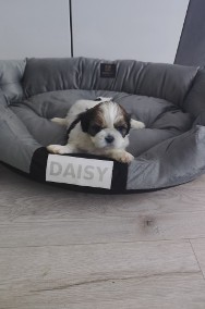 Czarujące,kochane pieski rasy Shih tzu -2