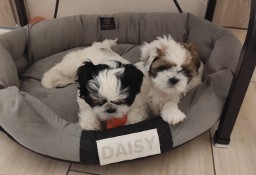 Czarujące,kochane pieski rasy Shih tzu 