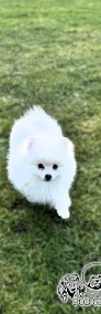 Suczka  # pomeranian #FCI #gotowa do nowego domku#-3