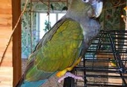 Patagonka papuga 