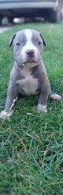 American Staffordshire Terrier -3