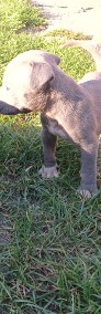 American Staffordshire Terrier -4