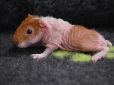 Świnka morska skinny kawia domowa cavia świnki morskie -1