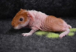 Świnka morska skinny kawia domowa cavia świnki morskie 