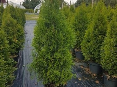 TUJA SZMARAGD 55-80CM THUJA SZMARAGD 55-80CM DONICA 3-5L-1