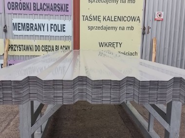 Blacha na dom 2 Gatunek KOLBUSZOWA GÓRNA-1