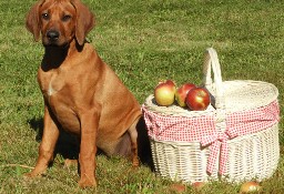 Rhodesian Ridgeback piękna suczka standardowa FCI.