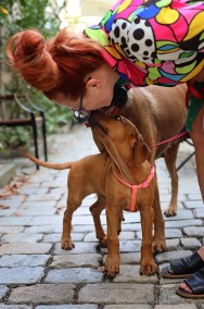 Rhodesian Ridgeback piękna suczka standardowa FCI.-2