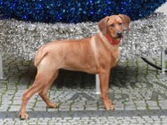 Rhodesian Ridgeback piękna suczka standardowa FCI.