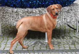 Rhodesian Ridgeback piękna suczka standardowa FCI.