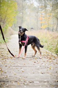 Kapsel - porzucony, radosny kundelek poleca się do adopcji-2