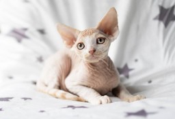 Cudny Arrigo ASSARI*PL - kotek z rodowodem DEVON REX