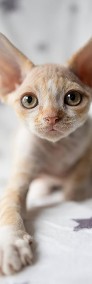 Cudny Arrigo ASSARI*PL - kotek z rodowodem DEVON REX-3