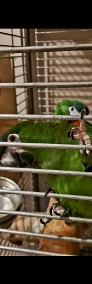 Sprzedam parę papugi ara nobilis-3