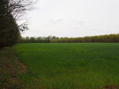 Grunty rolne i lasy - Rybitwy gm. Baboszewo-1