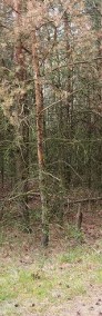 Grunty rolne i lasy - Rybitwy gm. Baboszewo-3