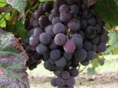 Beznasienny winogron Velles. Sadzonka winorośli1,2m-1