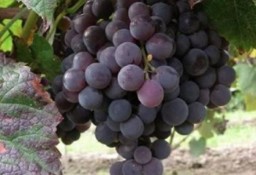 Beznasienny winogron Velles. Sadzonka winorośli1,2m