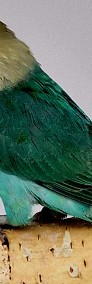 Nierozłączka Fischer nierozłączki Fischer papuga papugi Nierozłączka rudogłowa-4