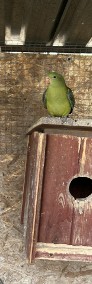 Papuga górska Berg samica-3