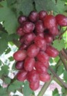 Dorosła sadzonka WERONIKA Sadzonka winorośli 1,8m