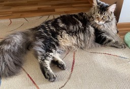 Maine Coon - roczny kocurek z rodowodem