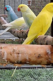 aleksandretta obrożna młode do oswojenia jak i dojrzałe na lęgi  papuga papugi -2