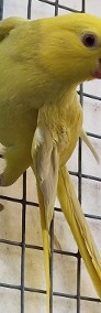 aleksandretta obrożna młode do oswojenia jak i dojrzałe na lęgi  papuga papugi -4