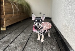 Piesek chihuahua  z rodowodem ZKwP