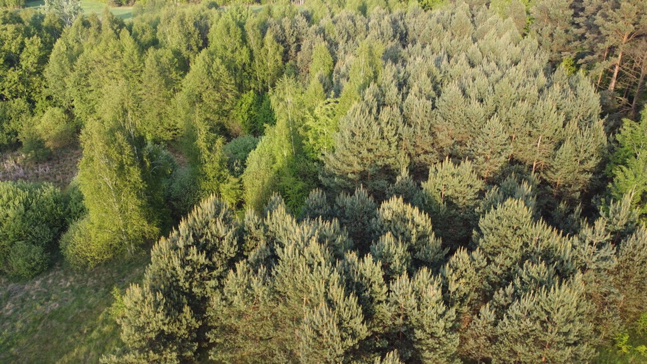 Nietypowa działka 2 ha w Kawęczynie gm. Ciepielów - Widok 5